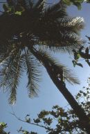 Climbing Coconut Tree, Abidjan